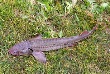 Freshly caught freshwater Siberian sturgeon lies on the grass