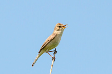 Booted warbler iduna caligata sitting on branch of tree under blue sky. Cute little meadow songbird in wildlife.