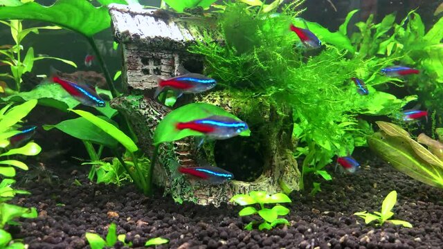 Tropical fish in aquarium, time laps video