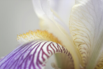 Blurred iris background