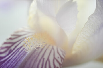 Blurred iris background