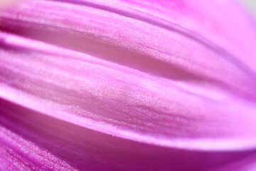 abstract pink petal background