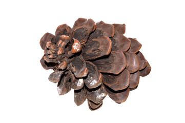 pine cone isolated on white background