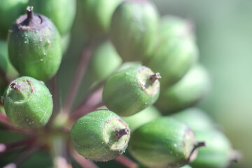  abstract blurred eleutherococcus background