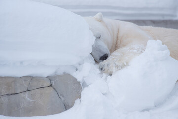 polar bear resting with relax face on snowing background