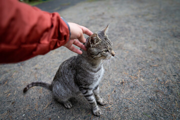 Woman's hand stroking the cat's head
