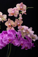 Naklejka na ściany i meble Beauty colorful orchid flowers isolated on black background