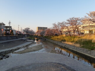 川周辺にある桜並木