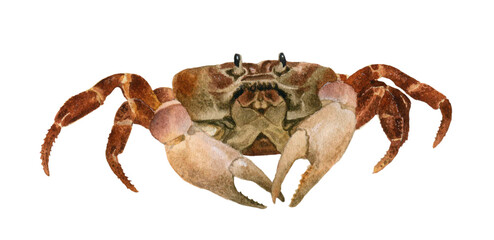 Crab hand drawn in watercolor isolated on a white background. Watercolor illustration. 