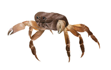 Crab hand drawn in watercolor isolated on a white background. Watercolor illustration. 