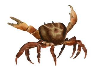 Crab hand drawn in watercolor isolated on a white background. Watercolor illustration. 