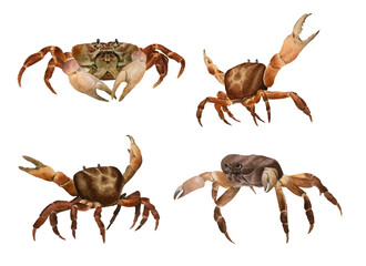 Set of crabs hand drawn in watercolor isolated on a white background. Watercolor illustration. 