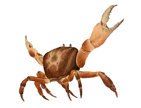Chela Insect Image Imágenes de Chela: descubre bancos de fotos, ilustraciones, vectores y ...