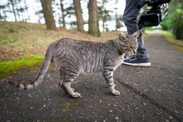A man with a video camera filming a gray tabby cat. The cat turned away from the camera lens.