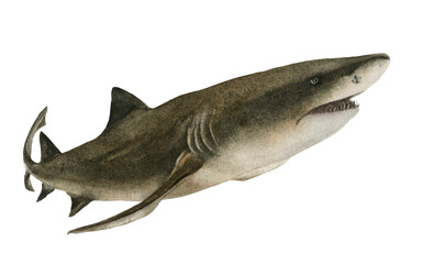 A swimming white shark hand drawn in watercolor isolated on a white background. Watercolor illustration.