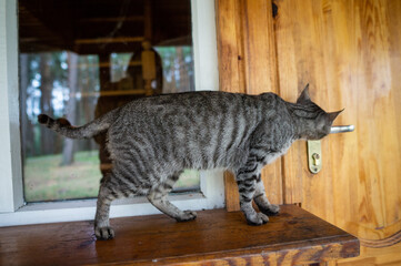 The cat wants to come in, but the door is closed