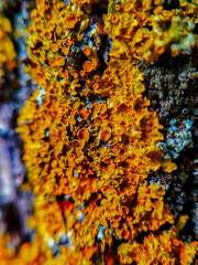 yellow moss growing on a tree