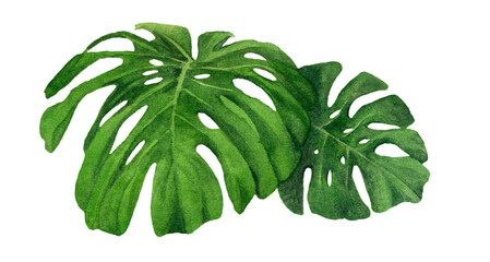 Two green tropical leaves (swiss cheese plant) hand drawn in watercolor isolated on a white background. Watercolor illustration.