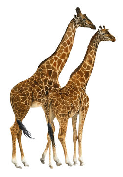 Two giraffes hand drawn in watercolor isolated on a white background. Watercolor illustration. Watercolor animal. Couple of giraffes
