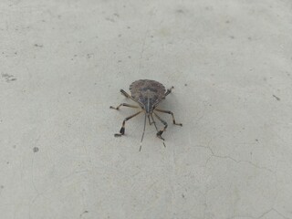 Beetle on the floor