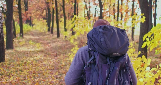 Young tourist walks with backpack in autumn forest on sunny day. Caucasian guy goes on the road with the leaves, kind of abrasion. High quality 4k footage