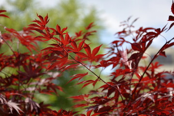 Burgas, Bulgaria. June, 1, 2014. Red maple branch on green backround autumn wallpaper.