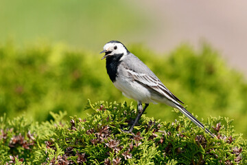 Obraz premium White wagtail motacilla alba male standing on thuja bush. Cute common bird in bright surrounding in wildlife.