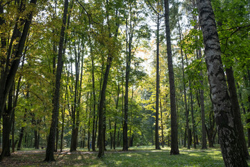 autunm trees in the sunny forest