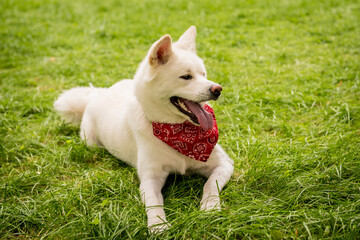 Portrait of cute white akita inu dog at the park.