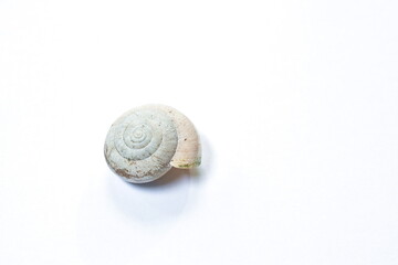 snail shell after death on white background