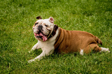 Fototapeta premium Portrait of cute english bulldog at the park.