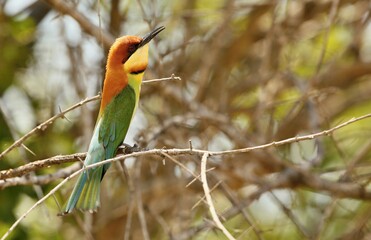 Chestnut-headed Bee-eater (Merops leschenaulti) Srí Lanka