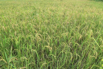 Close up of green paddy rice. yellow green rice field in thailand.