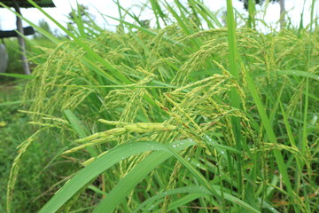 Fototapeta premium Close up of green paddy rice. yellow green rice field in thailand.