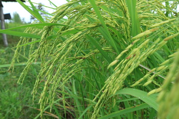 Close up of green paddy rice. yellow green rice field in thailand.