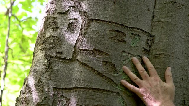 Inscription of name on bark beech tree, year of origin 1970 - (4K)