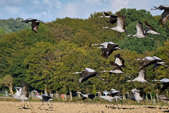 Kraniche ( Grus grus ) auf R&uuml;gen.