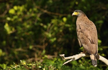 Crestaed Serpent-eagle (Spilornis cheela spilogaster) Srí Lanka
