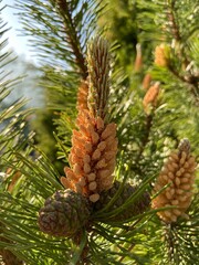 pine cones on the tree
