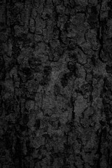 
Black old bark background There are cracks, the texture of the old bark makes the natural beauty of the old trees with beautiful bark in the summer.