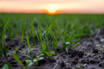 Close up young green wheat seedlings growing in a soil on a field in a sunset. Close up on sprouting rye agriculture on a field in sunset. Sprouts of rye. Wheat grows in chernozem planted in autumn.