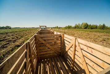 Fototapeta na wymiar Empty woden trailer at the tractor on beet field