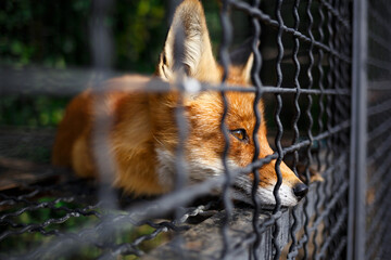 portrait of a sad fox in a cage at the zoo