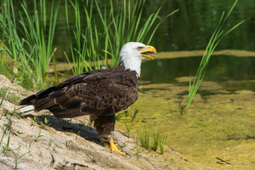 Angry Eagle at the Pond