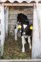 young black and white calf on the farm