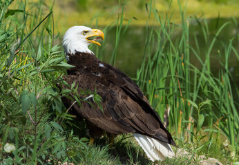 Eagle Hiding at the Pond