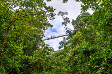 Arenal Hanging Bridges, hiking in green tropical jungle, Costa Rica, Central America.