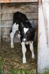 young black and white calf on the farm