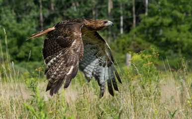 Hawk Flying Low