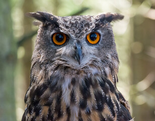 Wise Grey Owl